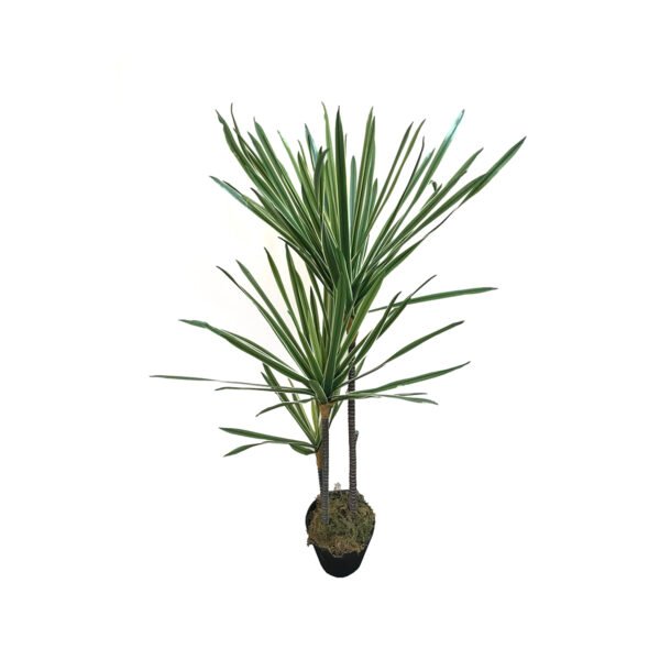 Planta artificial Dracena 1mtr