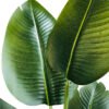 Planta artificial Strelitzia 135cm